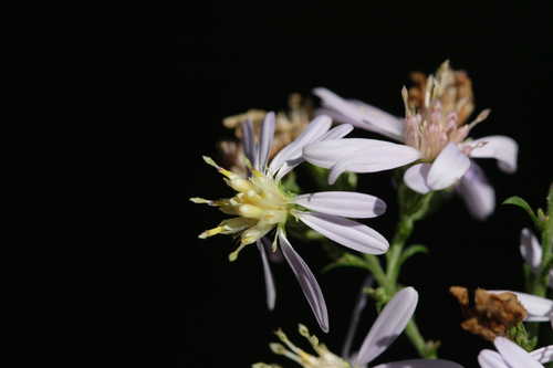 Symphyotrichum cordifolium #11